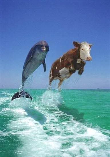 Water sports Pictures, Images and Photos