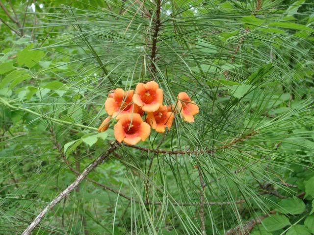SCGarden026.jpg