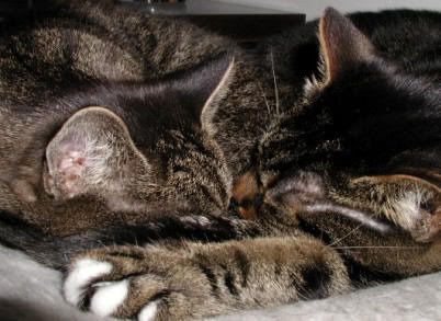 http://i73.photobucket.com/albums/i201/luus_2006/Zwerfkat/Joop5.jpg