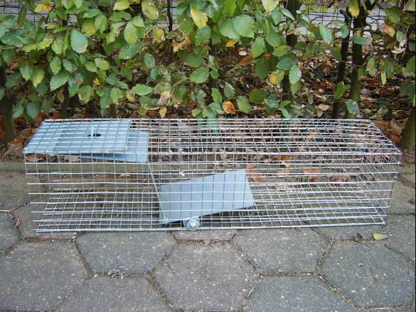 http://i73.photobucket.com/albums/i201/luus_2006/Zwerfkat/vangkooi.jpg