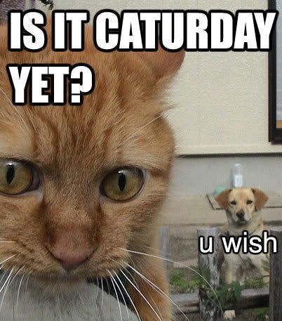 caturday-8.jpg