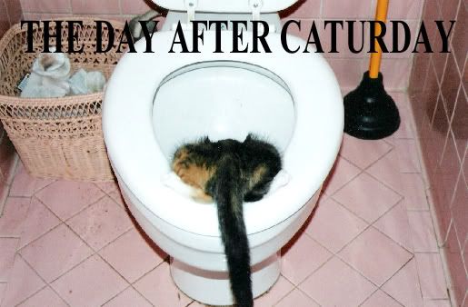caturday-morningafter.jpg