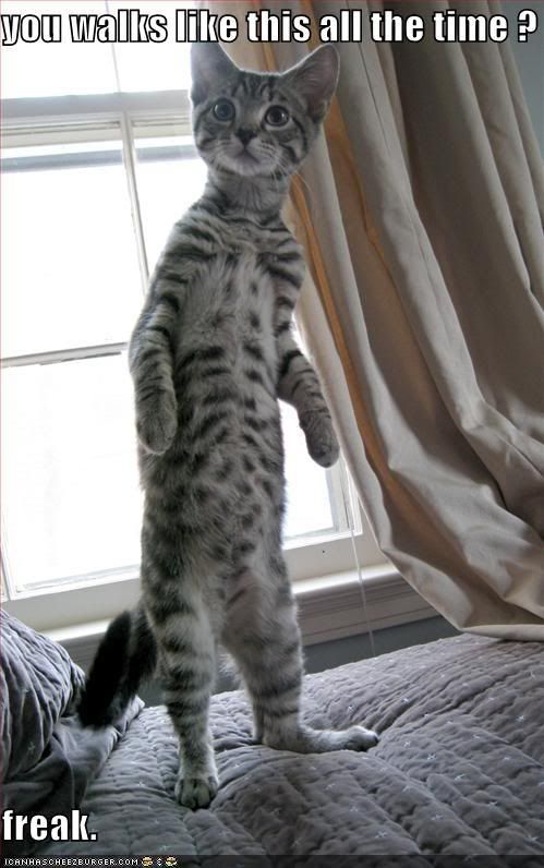 funny-pictures-bipedal-cat-hates-yo.jpg