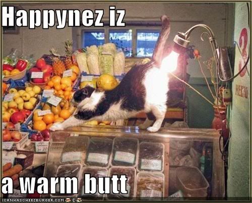 funny-pictures-cat-groceries-lightb.jpg