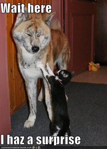 funny-pictures-cat-stops-dog-hallwa.jpg