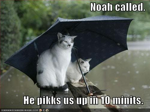 funny-pictures-cats-umbrella-rain-f.jpg