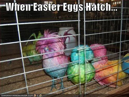 funny-pictures-easter-egg-birds-1.jpg