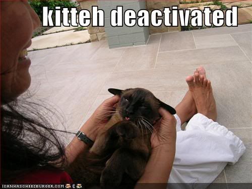 funny-pictures-kitteh-deactivated-t.jpg