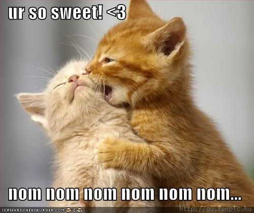 funny-pictures-kittens-eating-sweet.jpg