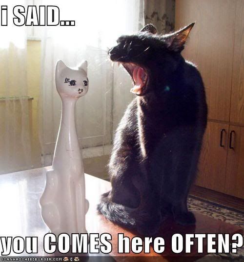 funny-pictures-loud-cat-pickup-line.jpg