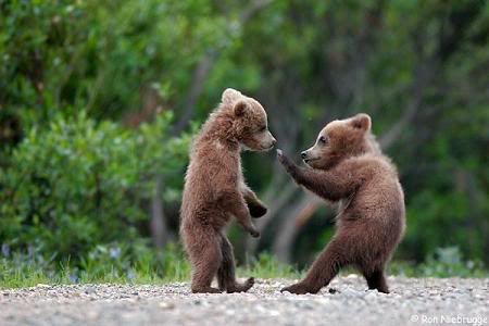 Baby Bear Pictures on Quickthink    Blog Archive    Psst     Want Some Good     Conflict