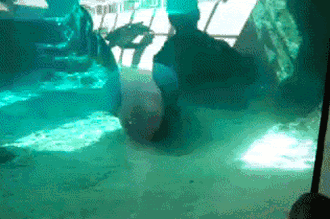 the_manatee_by_wernette-d35f9hj.gif