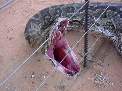 electric-fence-snake1.jpg