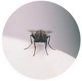 macro