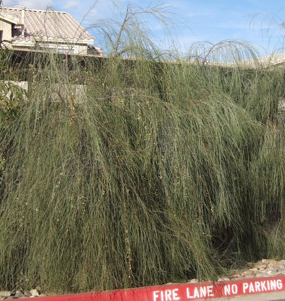 acaciastenophylla.jpg