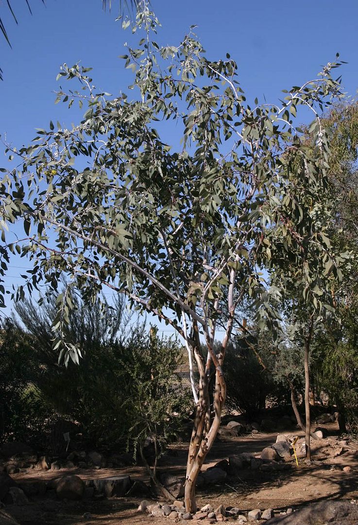 ewoodwardii.jpg