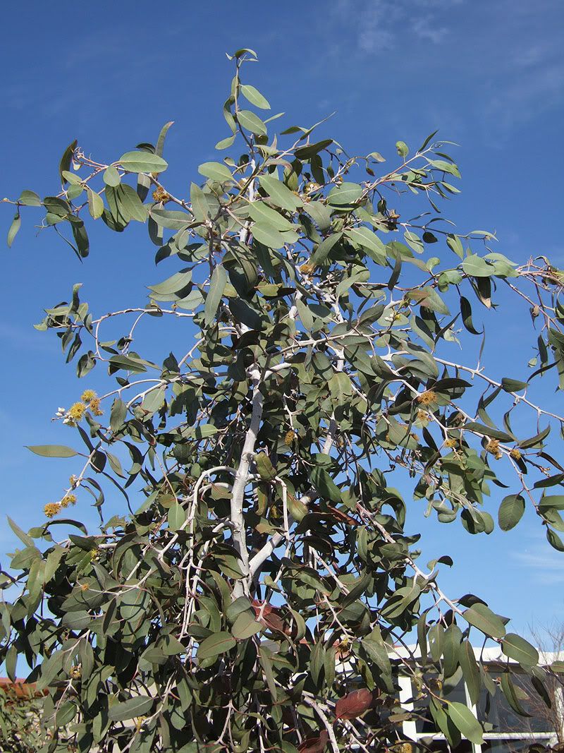 ewoodwardii2.jpg