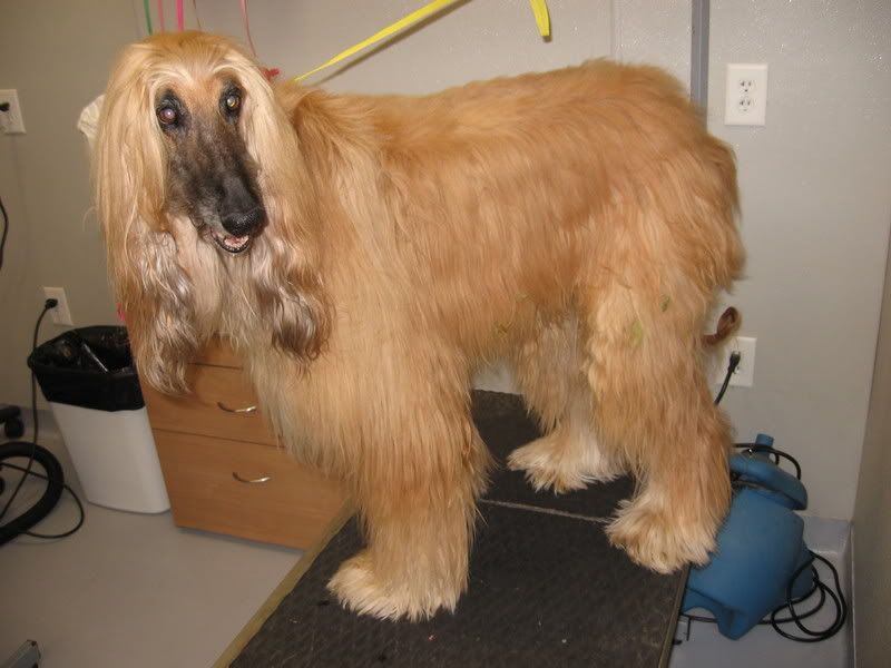 Jasper The Afghan Hound Puppy Forum And Dog Forums
