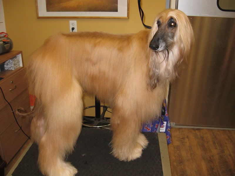 Jasper The Afghan Hound Puppy Forum And Dog Forums