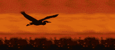 Bird_at_sunset.gif