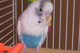 th_Budgie1.jpg