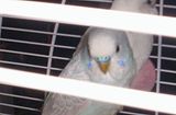 th_Budgie2.jpg