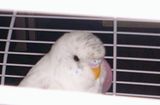 th_Budgie4.jpg