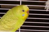 th_Budgie5.jpg
