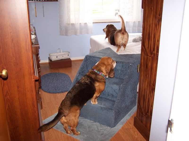 for step/stairs Basset Hounds Forum