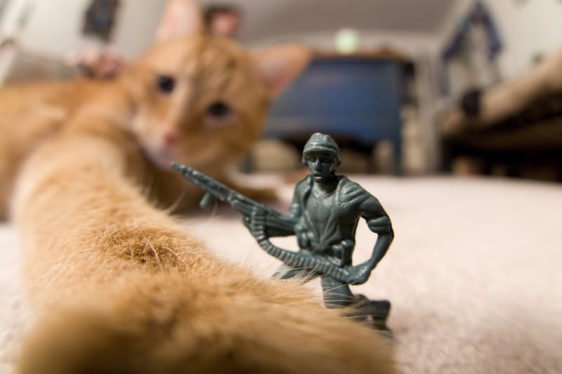 IMAGE: http://i73.photobucket.com/albums/i206/jdmsds/shamrock007.jpg