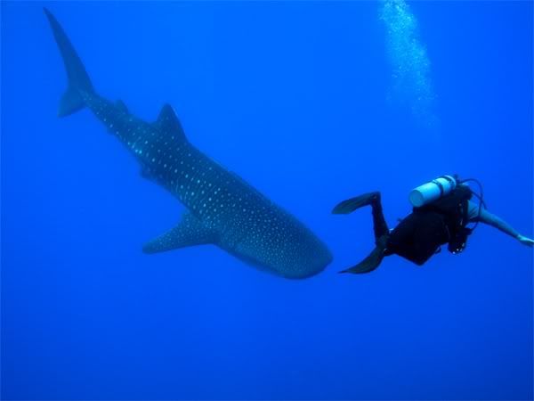 whaleshark.jpg