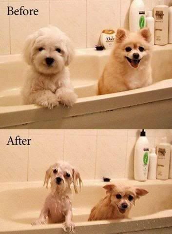 dogs.jpg cute dogs image by 112565