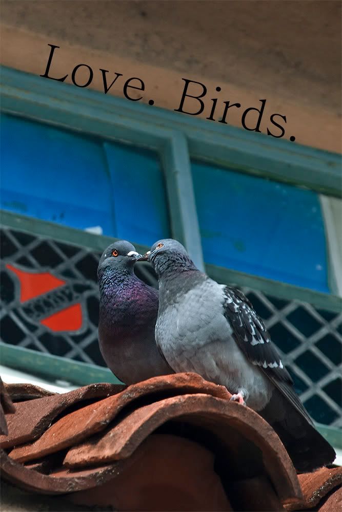 loveBirds.jpg