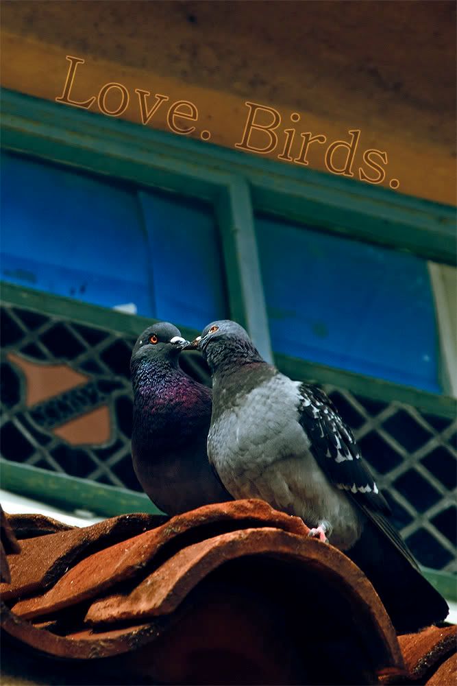 loveBirds_1.jpg