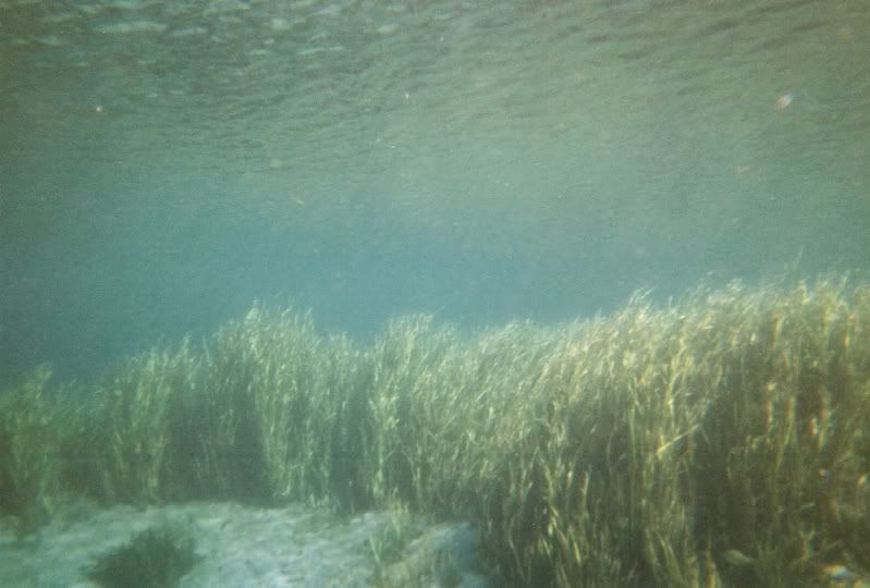 Betterunderwatershot.jpg