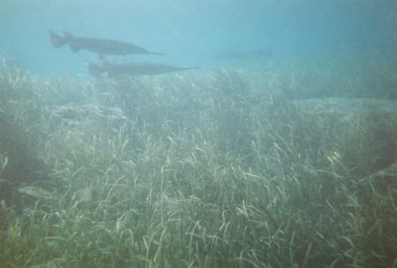 Gharfishgroup.jpg