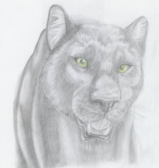 http://i73.photobucket.com/albums/i212/punxnotdeadanarchy/Panther.jpg