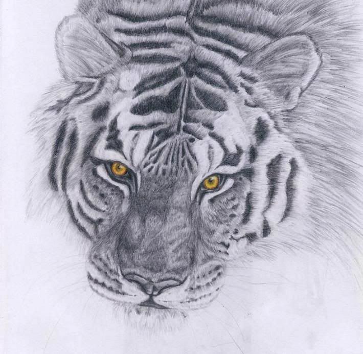 http://i73.photobucket.com/albums/i212/punxnotdeadanarchy/Tiger-1.jpg
