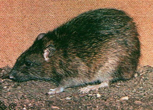 Rat.jpg