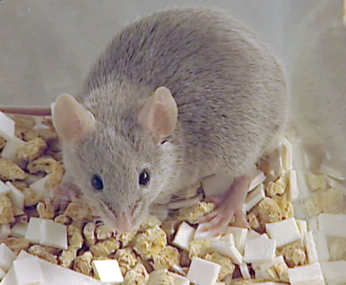a08_mouse_full.jpg