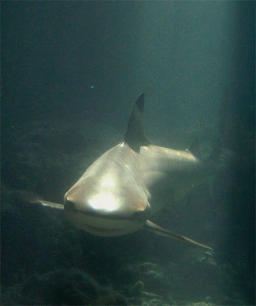 Beware of Shark by Dhirga Harissa