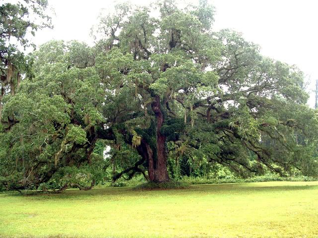 trees