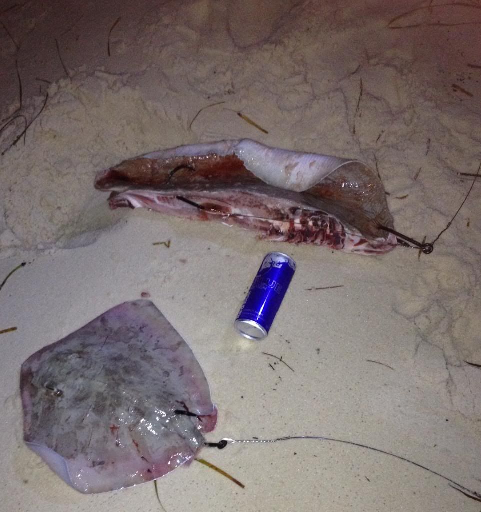 How Do I Rig a Stingray For Shark Bait? Pensacola Fishing Forum