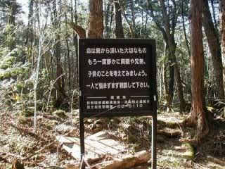 Aokigahara forest1 Pictures, Images and Photos