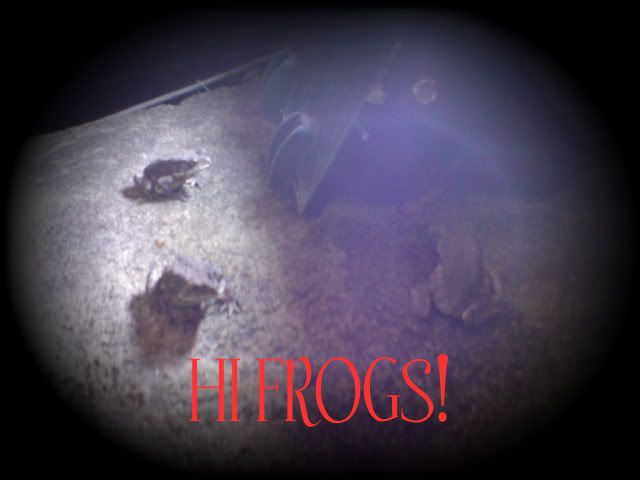 frogs