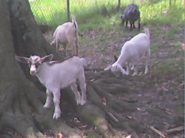 Can you identify the breed? - Goats
