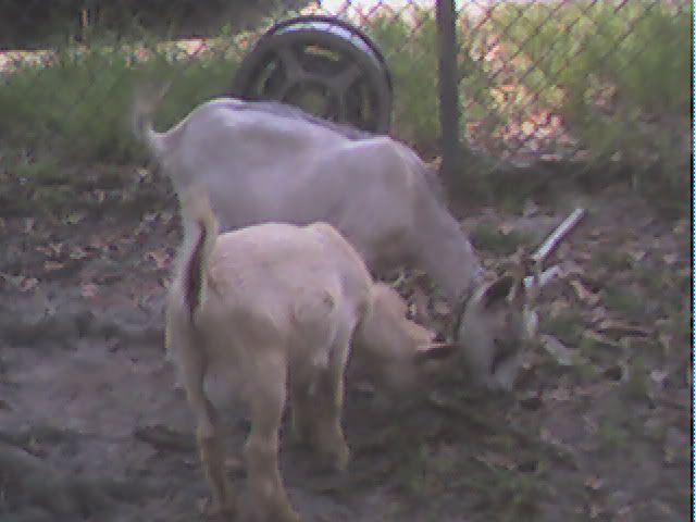 Can you identify the breed? - Goats