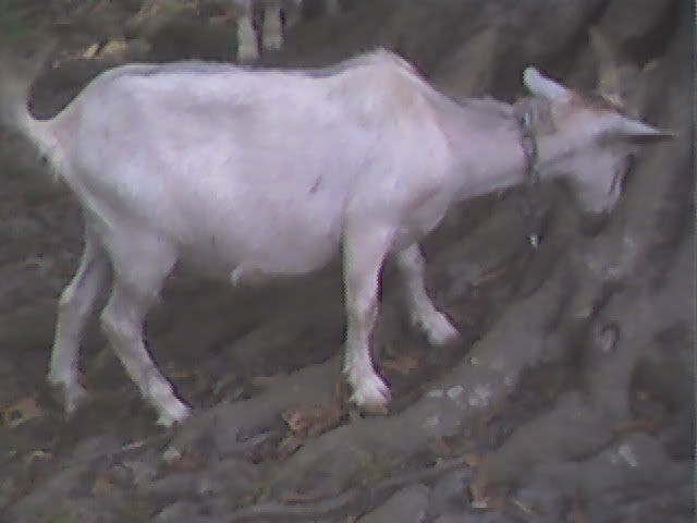 Can you identify the breed? - Goats