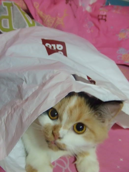 DSCF8059_resize.jpg?t=1244582572