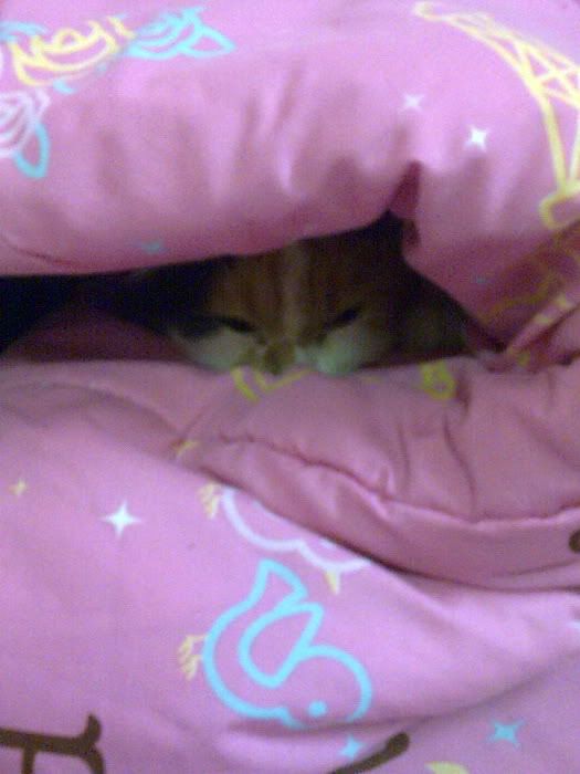 Image021_resize.jpg?t=1244582195